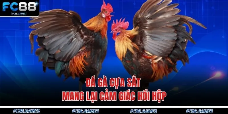 Đá Gà FC88 2 Đá gà cựa sắt mang lại cảm giác hồi hộp